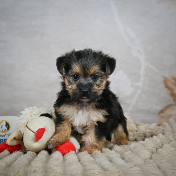F1 Morkie Puppy for Sale