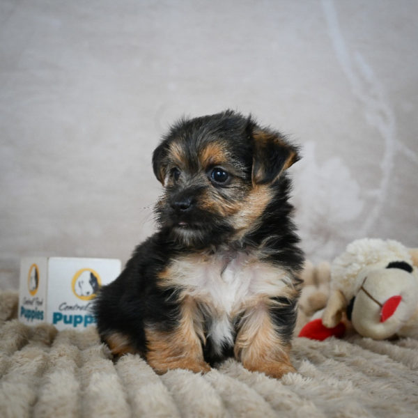 F1 Morkie Puppy for Sale