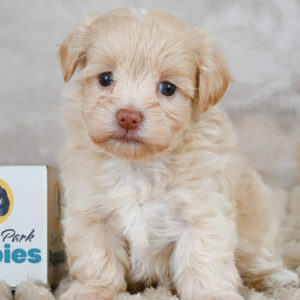 F1 Maltipoo Puppy for Sale