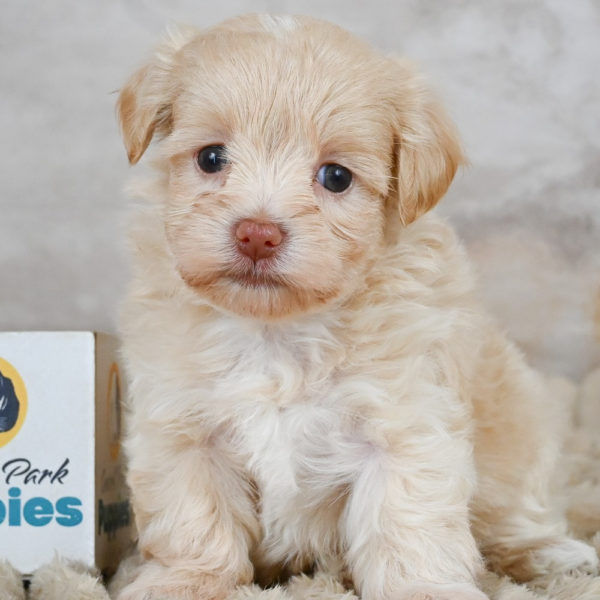 F1 Maltipoo Puppy for Sale