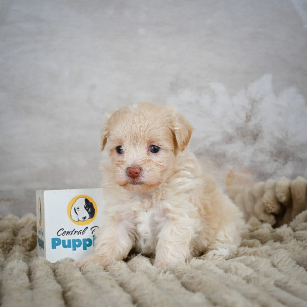 F1 Maltipoo Puppy for Sale