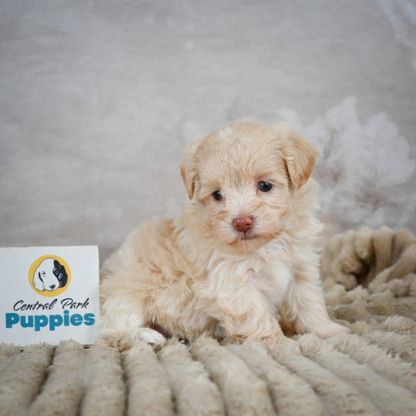 F1 Maltipoo Puppy for Sale