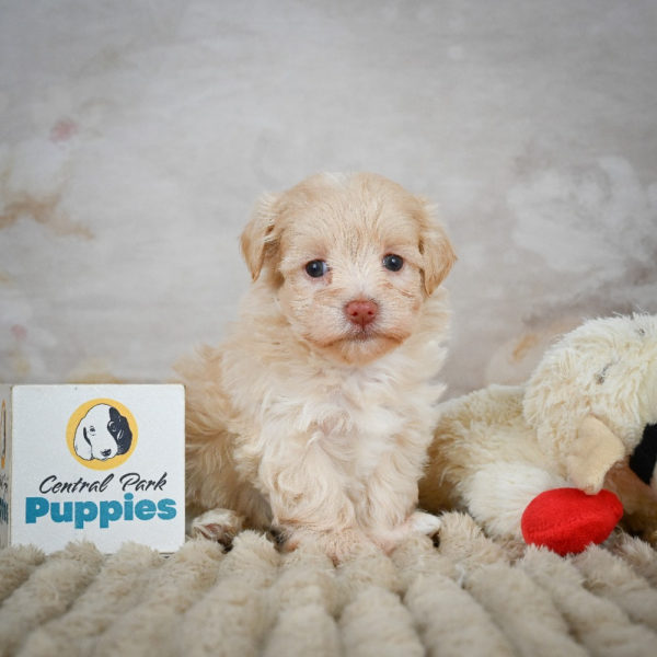 F1 Maltipoo Puppy for Sale