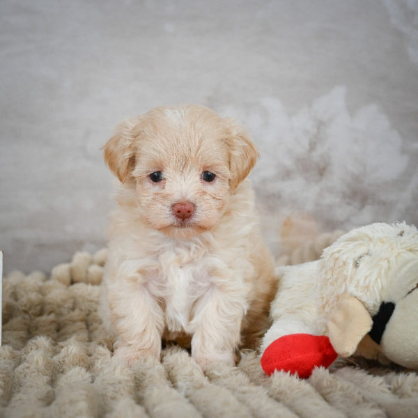F1 Maltipoo Puppy for Sale