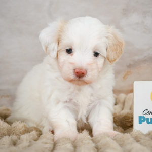 F1 Maltipoo Puppy for Sale