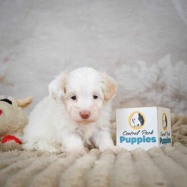 F1 Maltipoo Puppy for Sale