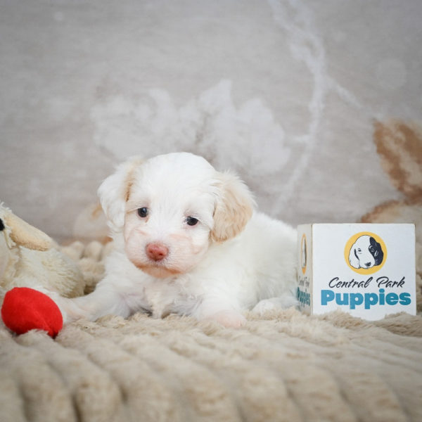 F1 Maltipoo Puppy for Sale