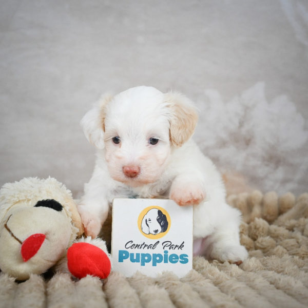 F1 Maltipoo Puppy for Sale