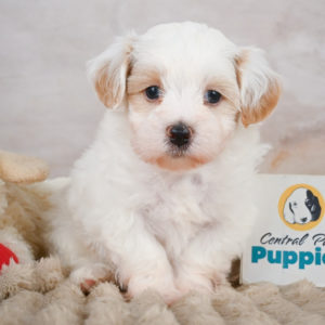 F1 Maltipoo Puppy for Sale