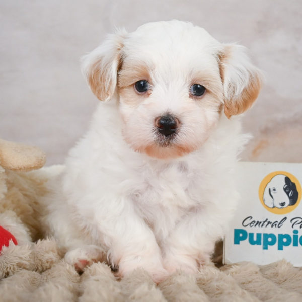 F1 Maltipoo Puppy for Sale