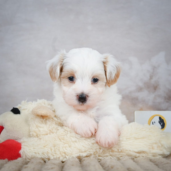F1 Maltipoo Puppy for Sale
