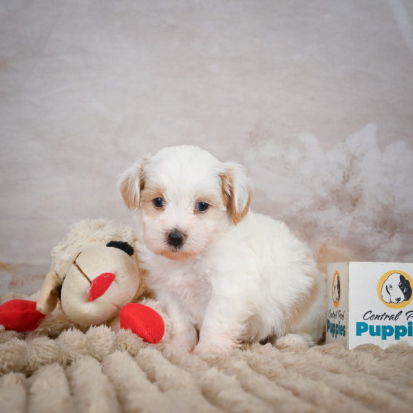 F1 Maltipoo Puppy for Sale