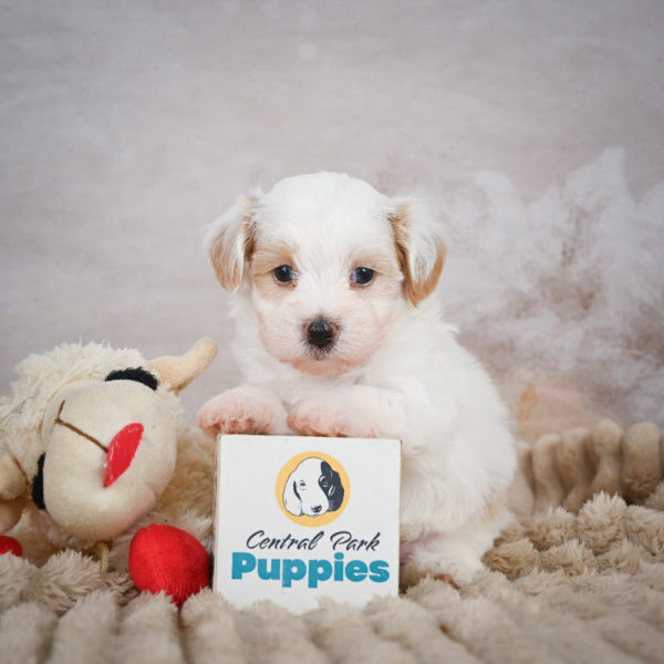 F1 Maltipoo Puppy for Sale