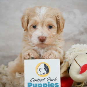 F1 Maltipoo Puppy for Sale