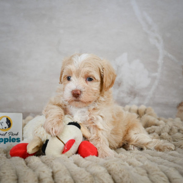 F1 Maltipoo Puppy for Sale