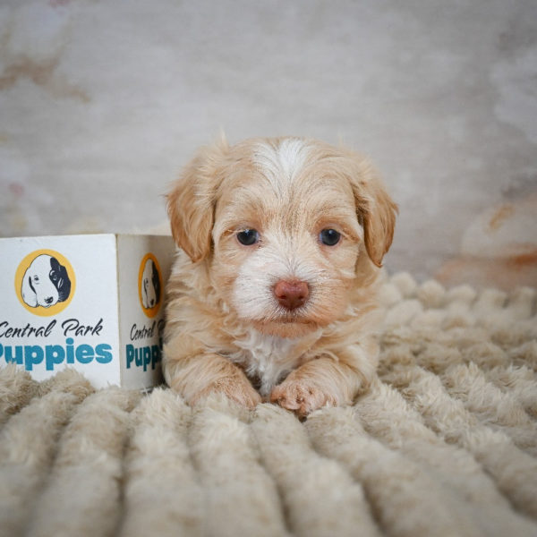 F1 Maltipoo Puppy for Sale