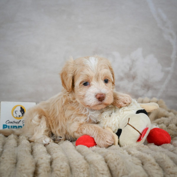 F1 Maltipoo Puppy for Sale