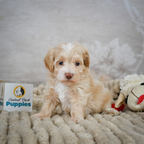 F1 Maltipoo Puppy for Sale