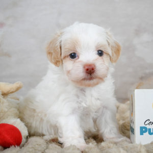 F1 Maltipoo Puppy for Sale