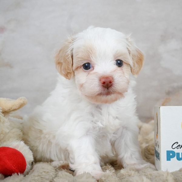 F1 Maltipoo Puppy for Sale