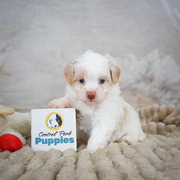 F1 Maltipoo Puppy for Sale