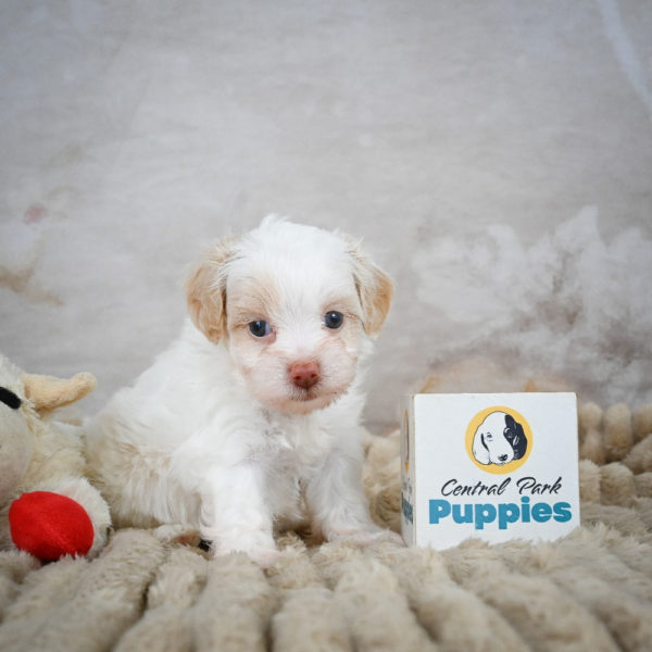 F1 Maltipoo Puppy for Sale