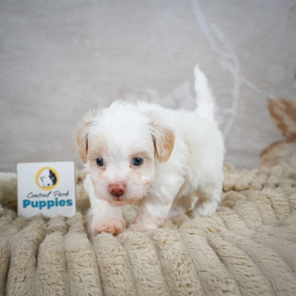 F1 Maltipoo Puppy for Sale