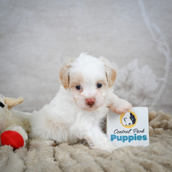 F1 Maltipoo Puppy for Sale