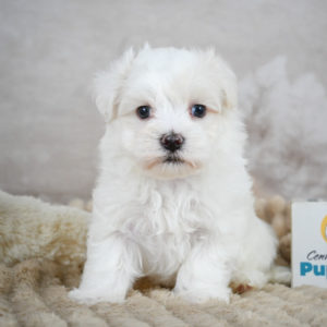 Maltese Puppy for Sale