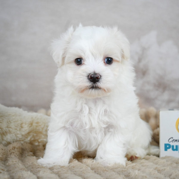 Maltese Puppy for Sale