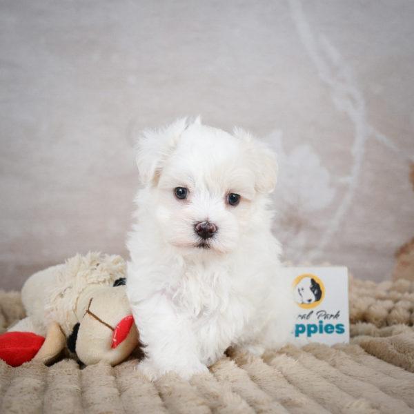 Maltese Puppy for Sale