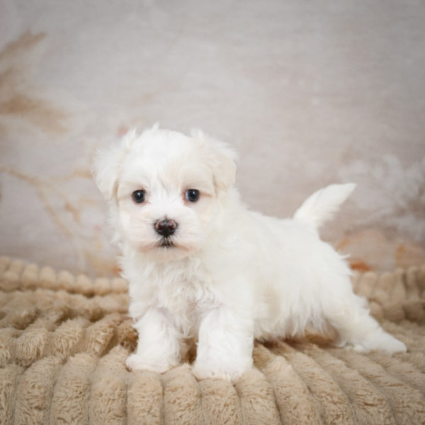Maltese Puppy for Sale