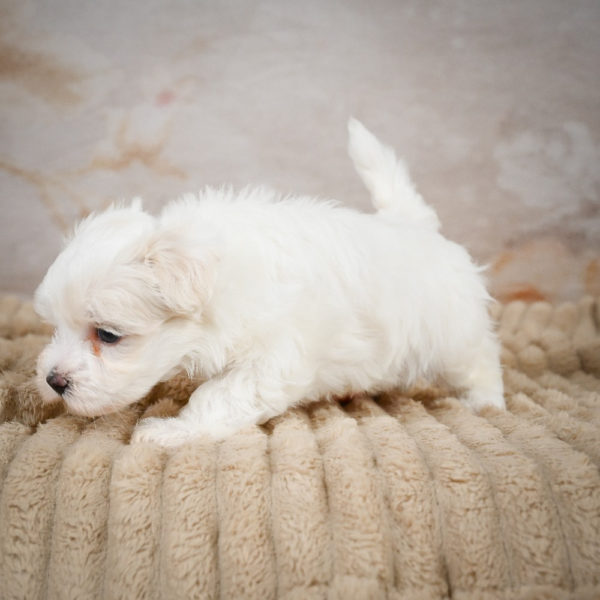 Maltese Puppy for Sale