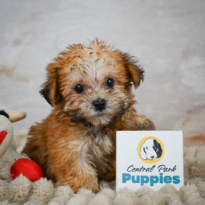 F1 Morkie Puppy for Sale