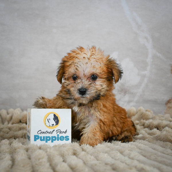 F1 Morkie Puppy for Sale