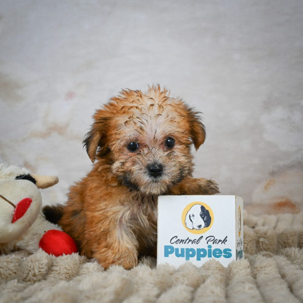 F1 Morkie Puppy for Sale