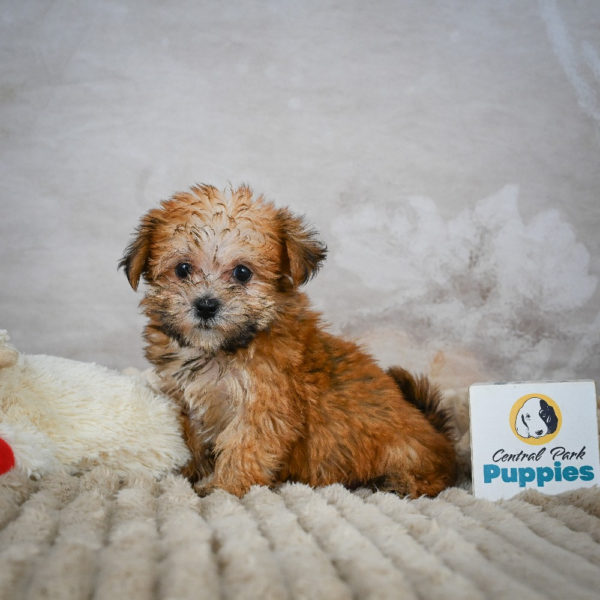 F1 Morkie Puppy for Sale