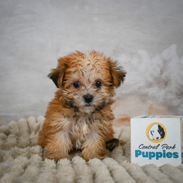 F1 Morkie Puppy for Sale