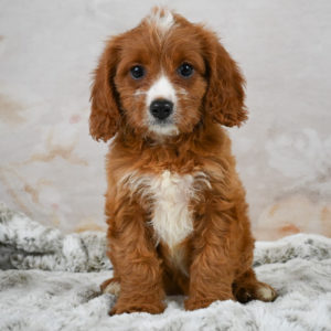 F1 Cavapoo Puppy for Sale