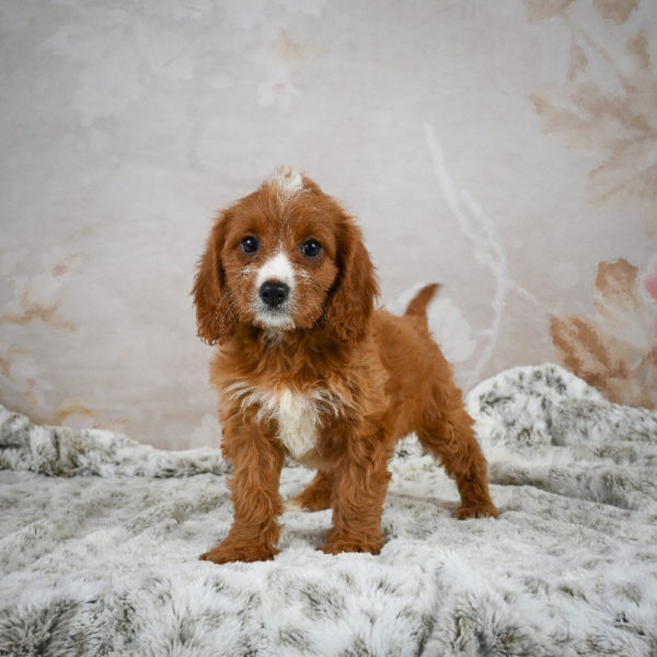 F1 Cavapoo Puppy for Sale