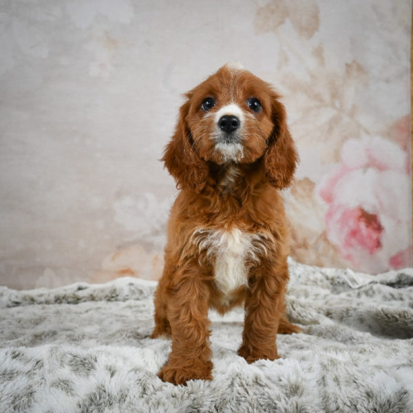 F1 Cavapoo Puppy for Sale