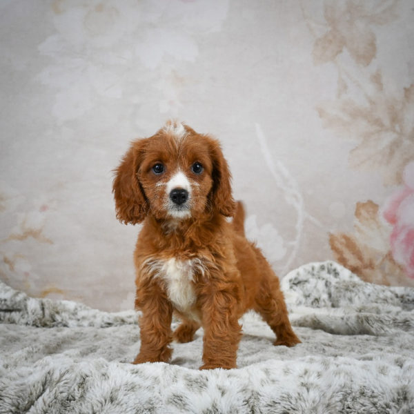 F1 Cavapoo Puppy for Sale