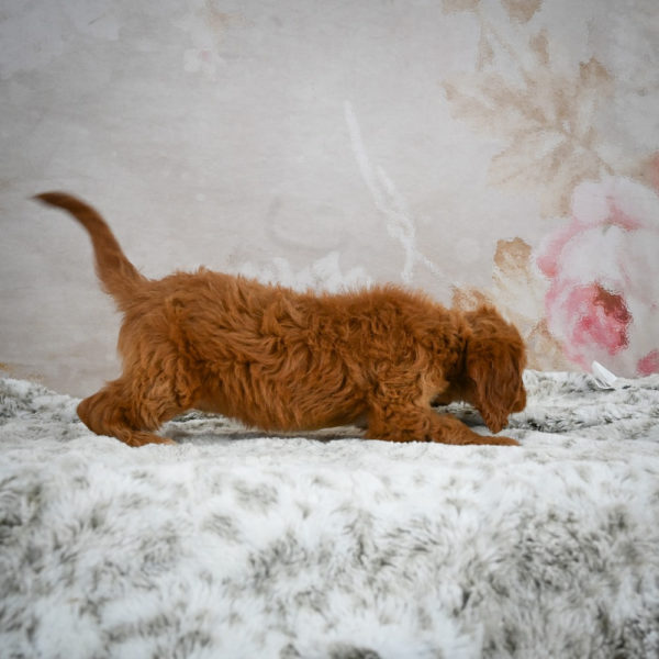 F1 Cavapoo Puppy for Sale