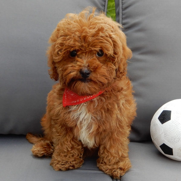 F1b Cavapoo Puppy for Sale