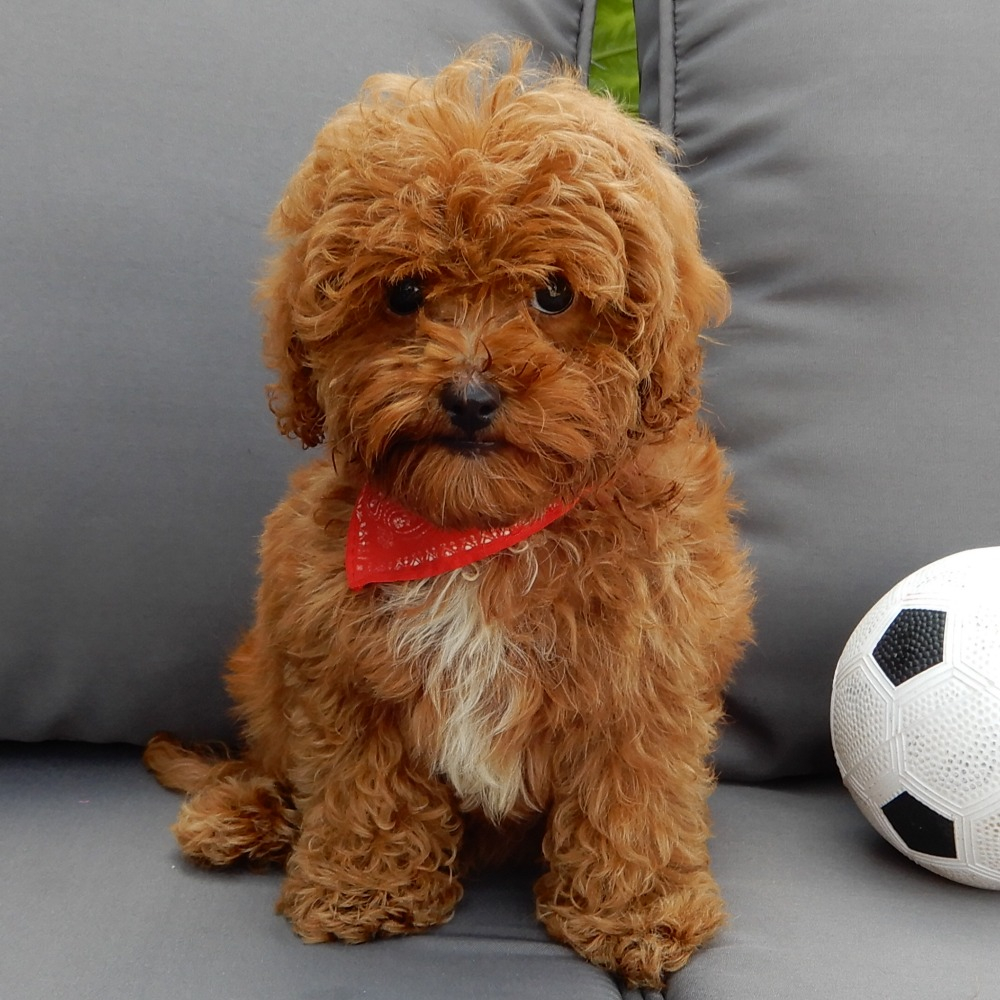 F1b Cavapoo Puppy for Sale in NYC