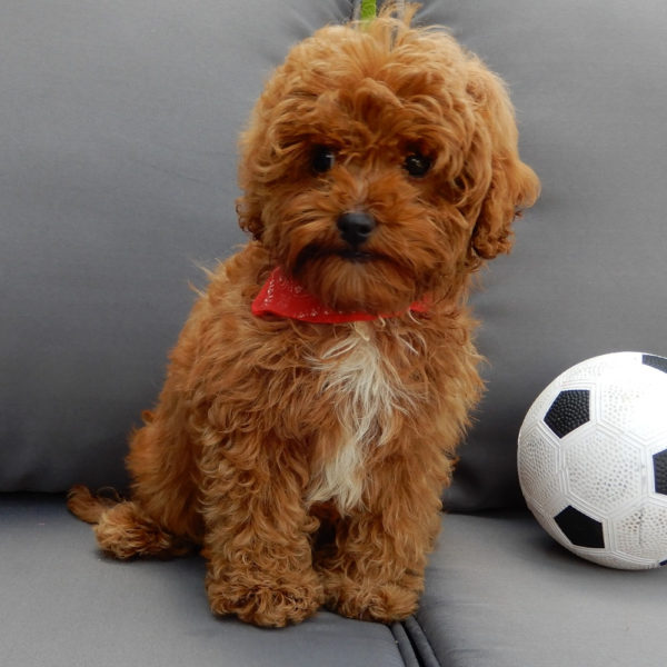 F1b Cavapoo Puppy for Sale