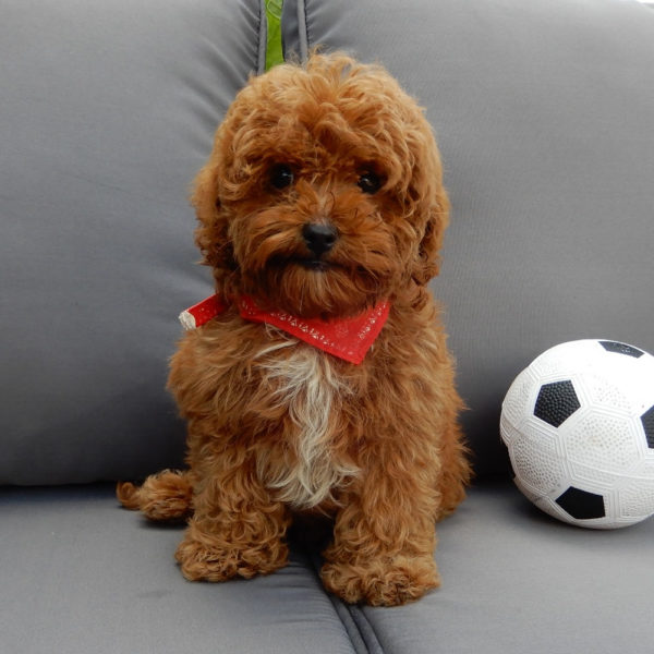 F1b Cavapoo Puppy for Sale