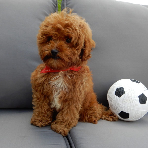 F1b Cavapoo Puppy for Sale