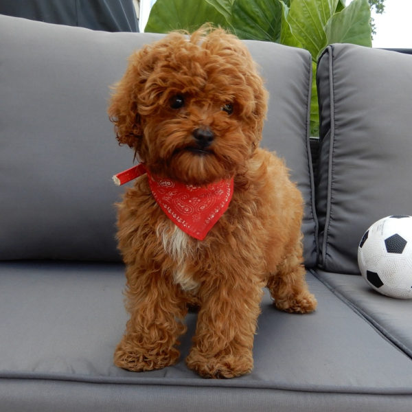 F1b Cavapoo Puppy for Sale