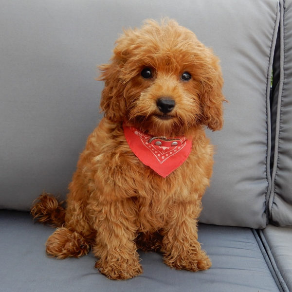 F1b Cavapoo Puppy for Sale